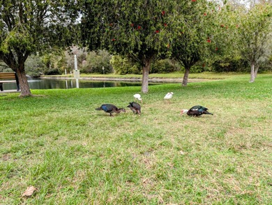 AFFORDABLE FLORIDA DREAM LIFESTYLE!  MOTIVATED SELLERS!   This on Grasslands Golf and Country Club in Florida - for sale on GolfHomes.com, golf home, golf lot