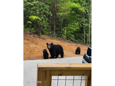 Nestled in the exclusive Laurel Valley gated community, you'll on Laurel Valley Golf Course in Tennessee - for sale on GolfHomes.com, golf home, golf lot