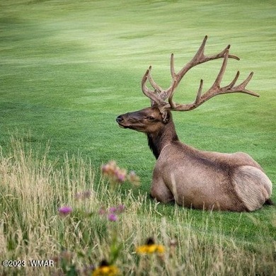 New Release in Torreon!!!! TORREON LAKES, come take a look at on Torreon Golf Club in Arizona - for sale on GolfHomes.com, golf home, golf lot