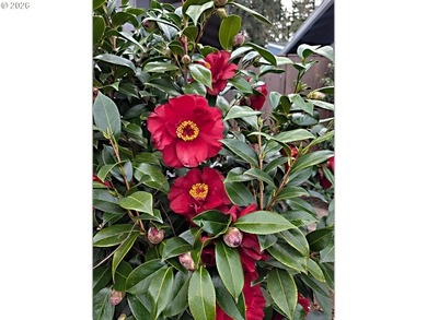 Located on the 3rd fairway of the Summerfield Golf Course - a on Summerfield Golf and Country Club in Oregon - for sale on GolfHomes.com, golf home, golf lot