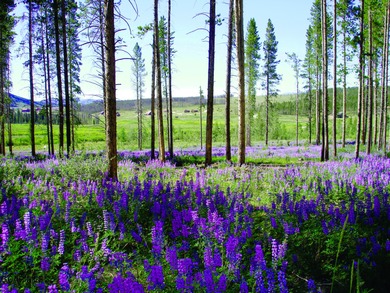 Premier Homesite in the Fairways at Pole Creek! Home to the on Pole Creek Golf Club in Colorado - for sale on GolfHomes.com, golf home, golf lot