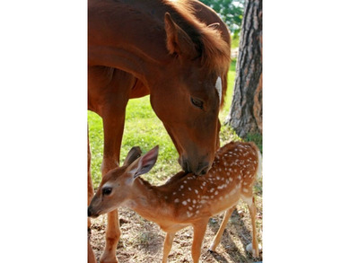 Don't miss out on this stunning water view lot located in on  in Montana - for sale on GolfHomes.com, golf home, golf lot