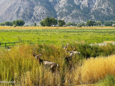 A rare opportunity to own 40 acres of fully water-righted ground on  in Nevada - for sale on GolfHomes.com, golf home, golf lot