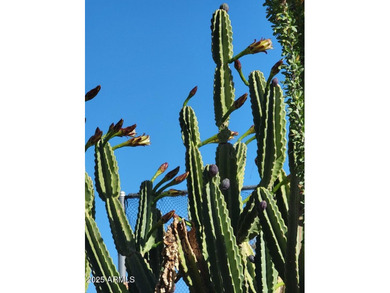 This is a lovely 3 bedroom 2 bath home. Open floorplan with on 3 Parks Fairways in Arizona - for sale on GolfHomes.com, golf home, golf lot