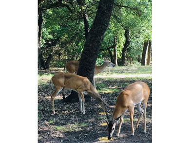 Space and serenity.  Build your custom home on 1.28 acres and on White Bluff Resort - New Course in Texas - for sale on GolfHomes.com, golf home, golf lot