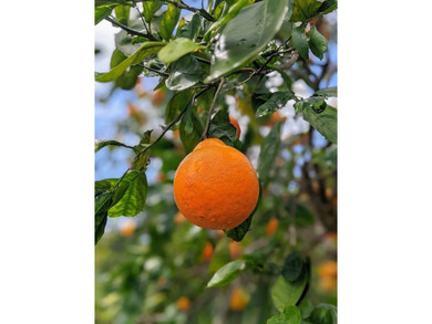 This lovely, well-cared-for home is located in desirable Mark on Discovery Harbour Golf Course in Hawaii - for sale on GolfHomes.com, golf home, golf lot