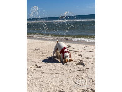 MOTIVATED SELLER!! BRING ALL OFFERS! Private Gulf Front Dog on Kiva Dunes Golf Club in Alabama - for sale on GolfHomes.com, golf home, golf lot
