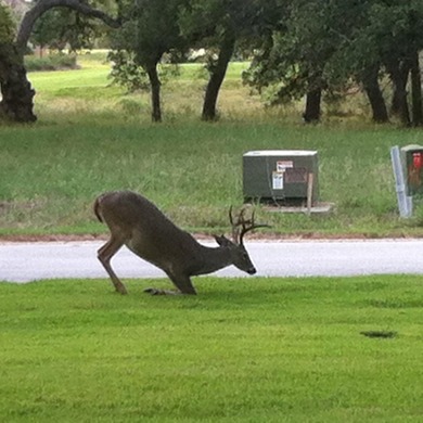 Spectacular East-facing golf course lot on hole 15, gently on Escondido Golf and Lake Club  in Texas - for sale on GolfHomes.com, golf home, golf lot