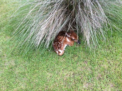 Spectacular East-facing golf course lot on hole 15, gently on Escondido Golf and Lake Club  in Texas - for sale on GolfHomes.com, golf home, golf lot