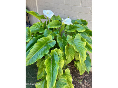 BEAUTY and LOCATION! North/South, 2 bed/1 bath, UPDATED by on Sun City-Willow Creek / Willow Brook  in Arizona - for sale on GolfHomes.com, golf home, golf lot