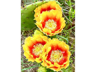 Beautiful lot located in the city of sought after Horseshoe Bay on Slick Rock Golf Course - Horseshoe Bay in Texas - for sale on GolfHomes.com, golf home, golf lot