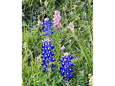 Beautiful lot located in the city of sought after Horseshoe Bay on Slick Rock Golf Course - Horseshoe Bay in Texas - for sale on GolfHomes.com, golf home, golf lot