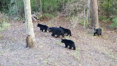 **Discover Your Mountain Paradise in Townsend, TN** Nestled on Laurel Valley Golf Course in Tennessee - for sale on GolfHomes.com, golf home, golf lot