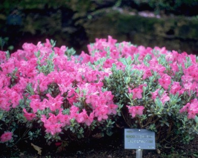 A Great Candler Hills Location!  Close to the Candler Hills on On Top of the World Golf Course in Florida - for sale on GolfHomes.com, golf home, golf lot