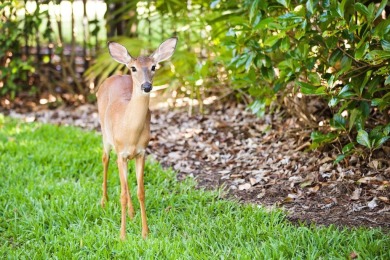 Located within the gates of the renowned Lake Nona Golf  Country on Lake Nona Golf Club, Inc. in Florida - for sale on GolfHomes.com, golf home, golf lot