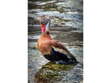 EXQUISITE Lakefront 55+ Residence | 2 Bed | 2 Bath | Private on Country Club At Silver Springs Shores in Florida - for sale on GolfHomes.com, golf home, golf lot