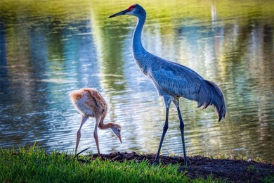 EXQUISITE Lakefront 55+ Residence | 2 Bed | 2 Bath | Private on Country Club At Silver Springs Shores in Florida - for sale on GolfHomes.com, golf home, golf lot