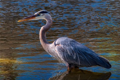 EXQUISITE Lakefront 55+ Residence | 2 Bed | 2 Bath | Private on Country Club At Silver Springs Shores in Florida - for sale on GolfHomes.com, golf home, golf lot