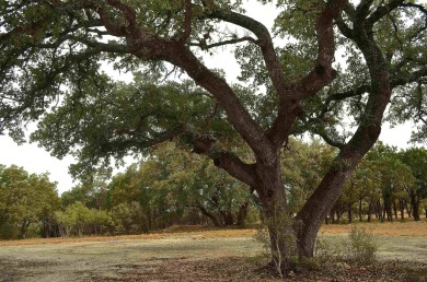 Take advantage of this incredible opportunity to create your on Slick Rock Golf Course - Horseshoe Bay in Texas - for sale on GolfHomes.com, golf home, golf lot
