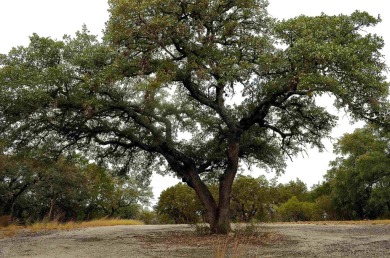 Take advantage of this incredible opportunity to create your on Slick Rock Golf Course - Horseshoe Bay in Texas - for sale on GolfHomes.com, golf home, golf lot