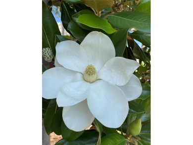 BEAUTIFUL VIZCAYA BOUGAINVILLEA UNIT. This first-floor unit on IMG Academies Golf and Country Club in Florida - for sale on GolfHomes.com, golf home, golf lot