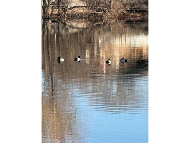 Build Your Dream on Water! - 29 North Shore Circle, Waco, TX

 on The Lake Country Club - Lake Waco in Texas - for sale on GolfHomes.com, golf home, golf lot