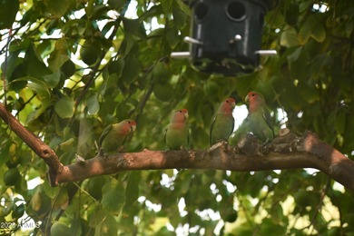 This move-in-ready, Lovely, fully remodeled, 3BD/2BA home on McCormick Ranch Golf Club in Arizona - for sale on GolfHomes.com, golf home, golf lot
