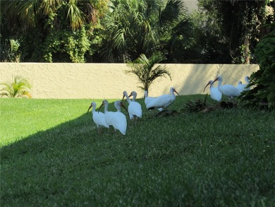 Under contract-accepting backup offers. One or more photo(s) has on St. Petersburg Country Club in Florida - for sale on GolfHomes.com, golf home, golf lot