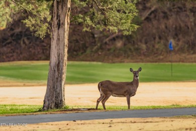 Spectacular views of the Great Smoky Mountains National Park on Laurel Valley Golf Course in Tennessee - for sale on GolfHomes.com, golf home, golf lot