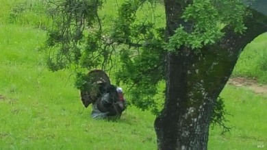 Enjoy sweeping views of the Bay and surrounding preserves from on Marin Country Club in California - for sale on GolfHomes.com, golf home, golf lot