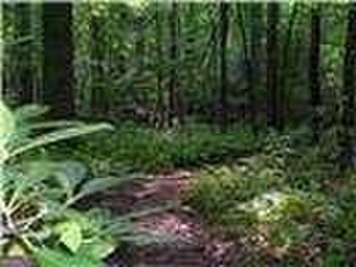 **New Construction** - Move-in-Ready!! TIH Homes residence in on The Highlands Course at Lake Arrowhead in Georgia - for sale on GolfHomes.com, golf home, golf lot