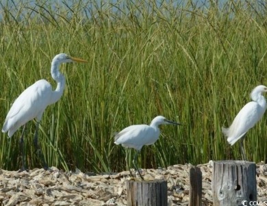 DeBordieu Colony - Come take a look at Lot 18 Luvan in the heart on DeBordieu Country Club in South Carolina - for sale on GolfHomes.com, golf home, golf lot