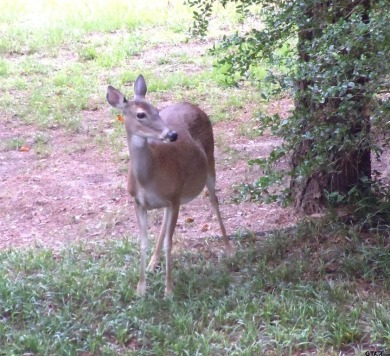 A rarity and a real beauty. Chic best describes this townhome on Holly Lake Ranch Golf Club in Texas - for sale on GolfHomes.com, golf home, golf lot