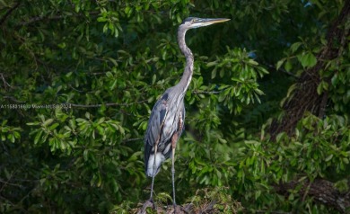 Great Opportunity to Own This beautiful large 1/3 Acre Lot in on Rotonda Golf and Country Club - Long Marsh  in Florida - for sale on GolfHomes.com, golf home, golf lot