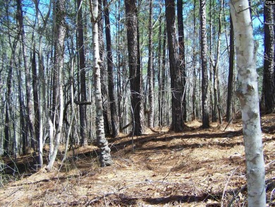 Wooded lots with no restrictions.  This parcel combines 5 on Oak Hills Golf Club in South Carolina - for sale on GolfHomes.com, golf home, golf lot