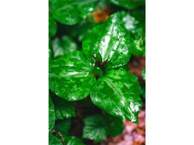 Welcome to THE FALLS.  A period correct mid-century modern on Druid Hills Golf Club in Georgia - for sale on GolfHomes.com, golf home, golf lot