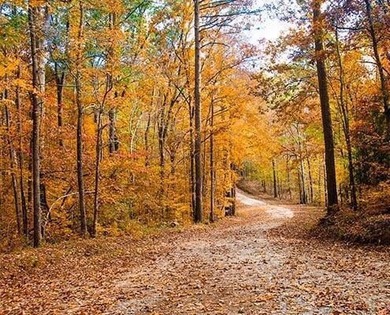 Large & Secluded 0.60 Acre Residential Lot in the Shenandoah on Monticello Golf Club At Savannah Lakes in South Carolina - for sale on GolfHomes.com, golf home, golf lot