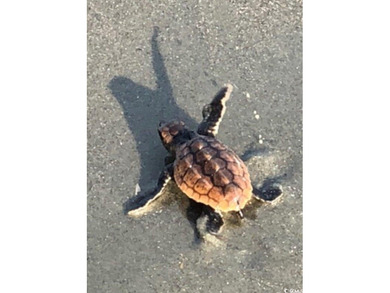 Location, Location! Only steps from putting your feet in the on DeBordieu Country Club in South Carolina - for sale on GolfHomes.com, golf home, golf lot