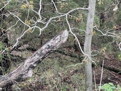 Beautiful lot with lots of potential! Plenty of wildlife for a on Holiday Island Golf Course in Arkansas - for sale on GolfHomes.com, golf home, golf lot