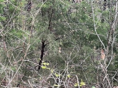 Beautiful lot with lots of potential! Plenty of wildlife for a on Holiday Island Golf Course in Arkansas - for sale on GolfHomes.com, golf home, golf lot
