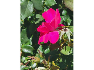 Custom home on huge lot with NO HOA and water view of Paradise on The Lakes Country Club in North Carolina - for sale on GolfHomes.com, golf home, golf lot