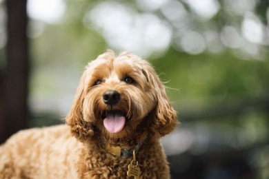 Nearly New Ranch with Backyard Oasis in Harbor Club's Heron on Harbor Club Golf and Country Club in Georgia - for sale on GolfHomes.com, golf home, golf lot