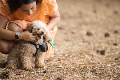 Nearly New Ranch with Backyard Oasis in Harbor Club's Heron on Harbor Club Golf and Country Club in Georgia - for sale on GolfHomes.com, golf home, golf lot