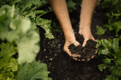 Nearly New Ranch with Backyard Oasis in Harbor Club's Heron on Harbor Club Golf and Country Club in Georgia - for sale on GolfHomes.com, golf home, golf lot