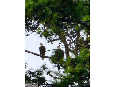 104 Hawks CT LOT 67 Ball Ground, GA Hawks Ridge Golf Club 1.24 on Hawks Ridge Golf Club in Georgia - for sale on GolfHomes.com, golf home, golf lot