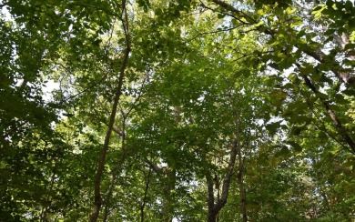 Gentle lying .77 acre building lot with good mountain views with on Mountain Harbour Golf Club in North Carolina - for sale on GolfHomes.com, golf home, golf lot