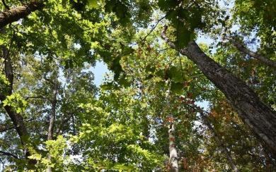 Gentle lying .77 acre building lot with good mountain views with on Mountain Harbour Golf Club in North Carolina - for sale on GolfHomes.com, golf home, golf lot