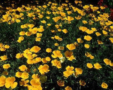 On Top of the World is a beautiful 55+ Active Adult Community on On Top of the World Golf Course in Florida - for sale on GolfHomes.com, golf home, golf lot