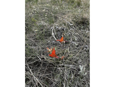 Great Price! Located in Colorado City, this 1/2 acre lot is on Hollydot Golf Course in Colorado - for sale on GolfHomes.com, golf home, golf lot