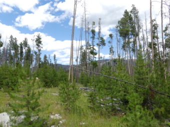 Nine acres of forested land and just moments from Grand Lake! on Grand Lake Golf Course in Colorado - for sale on GolfHomes.com, golf home, golf lot